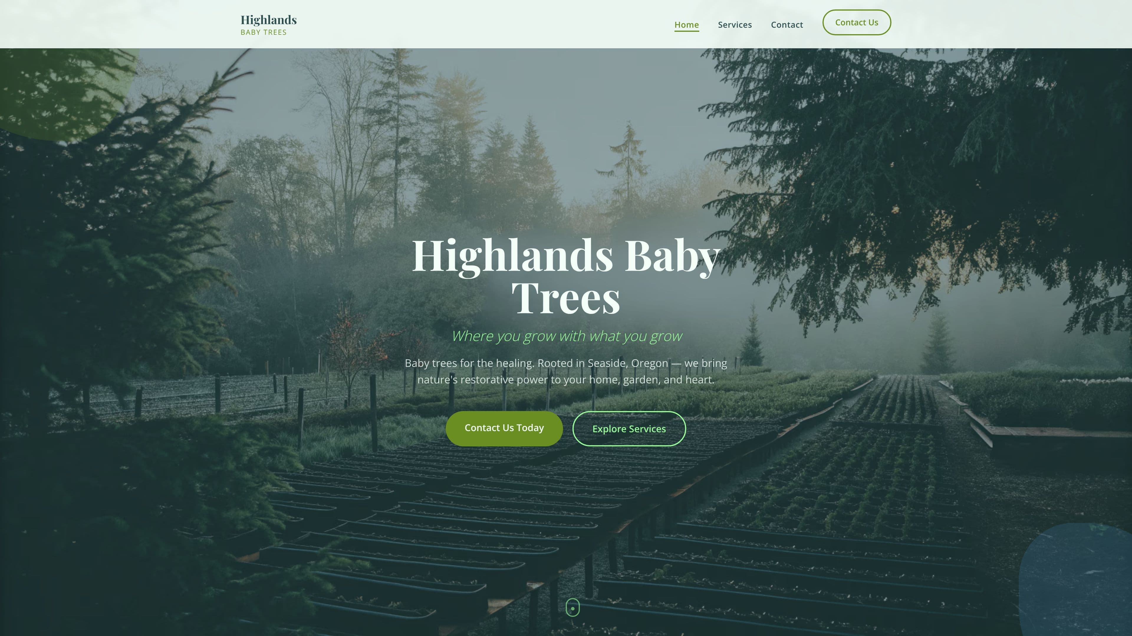 Kriddly bonsai trees